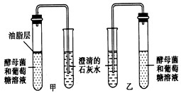 为了探究酵母菌的呼吸方式,某同学做了如下课题研究:(1)假设:在其他条件(如温度、pH)都相同的情况下,影响酵母菌的呼吸方式的因素是氧气。(2)设计 为了探究酵母菌的呼吸方式,某同学做了如下课题研究:(1)假设:在其他条件(如温度、pH)都相同的情况下,影响酵母菌的呼吸方式的因素是氧气。(2)设计