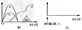 甲表示某种病毒先后两次感染人体后,人体内抗体产生、病毒增殖与疾病程度变化曲线图。请据图回答:a、b、c中表示疾病程度的曲线 甲表示某种病毒先后两次感染人体后,人体内抗体产生、病毒增殖与疾病程度变化曲线图。请据图回答:a、b、c中表示疾病程度的曲线