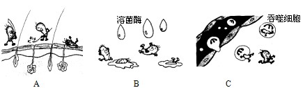 下面三幅漫画寓意的是人体免疫的三道防线:请分析图片回答下列问题。(1)图中属于第一道防线的是_________;图中属于第二道防 下面三幅漫画寓意的是人体免疫的三道防线:请分析图片回答下列问题。(1)图中属于第一道防线的是_________;图中属于第二道防