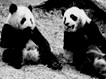 根据所听内容,选择相应的图画。听每段材料前,你将有时间阅读各个小题,每小题5秒钟;听完后,各小题将给出5秒钟的作答时间。( )1. A. B. C. 根据所听内容,选择相应的图画。听每段材料前,你将有时间阅读各个小题,每小题5秒钟;听完后,各小题将给出5秒钟的作答时间。( )1. A. B. C.