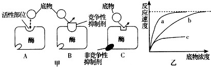 在生物化学反应中,当底物与酶的活性位点形成互补结构时(如甲图A所示),可催化底物发生变化。酶抑制剂是与酶结合并降低酶活性的分子,其中竞争性抑制剂与底 在生物化学反应中,当底物与酶的活性位点形成互补结构时(如甲图A所示),可催化底物发生变化。酶抑制剂是与酶结合并降低酶活性的分子,其中竞争性抑制剂与底