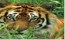 听五段对话,选择最佳答案。1. What animals does John like best (最)? A B C2. 听五段对话,选择最佳答案。1. What animals does John like best (最)? A B C2.