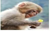 听五段对话,选择最佳答案。1. What animals does John like best (最)? A B C2. 听五段对话,选择最佳答案。1. What animals does John like best (最)? A B C2.