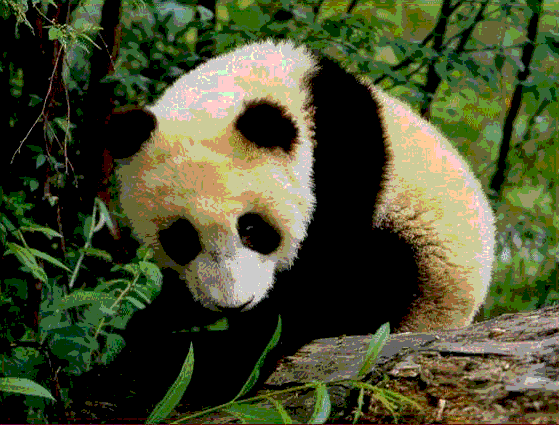 根据所听到的内容,选择相应的图画。( )1. A. B. C. ( )2. A. B. C. ( )3. A. B. C. ( )4. A. 根据所听到的内容,选择相应的图画。( )1. A. B. C. ( )2. A. B. C. ( )3. A. B. C. ( )4. A.