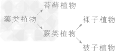 生命起源和生物进化知识点