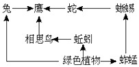 下图是食物关系图。分析并简要回答:(1)该图是一个简单的___________,含有___________条食物链。(2)图中的初级消费者是__ 下图是食物关系图。分析并简要回答:(1)该图是一个简单的___________,含有___________条食物链。(2)图中的初级消费者是__