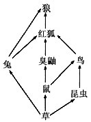如图为温带落叶林中食物网的一部分示意图,请据图回答:(1)该食物网包括________条食物链,处于第二营养级的生物是_____ 如图为温带落叶林中食物网的一部分示意图,请据图回答:(1)该食物网包括________条食物链,处于第二营养级的生物是_____