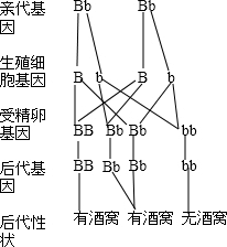 根据你所学过的生物学知识解答问题:酸奶、泡菜是我们常见的饮料和食品,其制作原理都是利用______菌发酵制成的.一对夫妇脸颊都有酒窝,基因型皆为Bb 魔方格