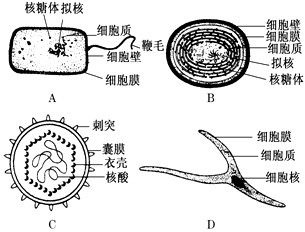 下图是几种生物的基本结构单位,请据图回答:(1)最有可能属于病毒的是________,它在结构上不同于其他三种图示的显著特点是________; 下图是几种生物的基本结构单位,请据图回答:(1)最有可能属于病毒的是________,它在结构上不同于其他三种图示的显著特点是________;
