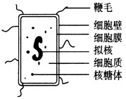 2005年诺贝尔生理学或医学奖授予澳大利亚学者巴里·马歇尔和罗宾·沃伦,以表彰他们发现了导致胃炎和胃溃疡的病原体。下图为该病原体的结构模式图。该生物 2005年诺贝尔生理学或医学奖授予澳大利亚学者巴里·马歇尔和罗宾·沃伦,以表彰他们发现了导致胃炎和胃溃疡的病原体。下图为该病原体的结构模式图。该生物
