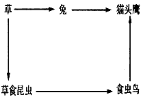 食物链、食物网是生态系统的营养结构,生态系统的物质循环和能量流动是沿着此渠道进行的。假如在某温带草原上存在如图所示的食物网。请据图分析回答问题: 食物链、食物网是生态系统的营养结构,生态系统的物质循环和能量流动是沿着此渠道进行的。假如在某温带草原上存在如图所示的食物网。请据图分析回答问题: