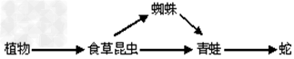 某兴趣小组深入到一块弃耕农田进行调查,发现连原来的田埂都淹没在杂草之中,只有零星的小麦。杂草中有大家熟悉的狗尾草、车前等,多数是叫不出名的单子叶植物 某兴趣小组深入到一块弃耕农田进行调查,发现连原来的田埂都淹没在杂草之中,只有零星的小麦。杂草中有大家熟悉的狗尾草、车前等,多数是叫不出名的单子叶植物