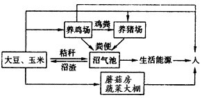 下图表示某地区农业生态系统的结构模式图。请据图回答:(1)人们通常将大豆和玉米实施套种,大豆和玉米之间的关系为_________ 下图表示某地区农业生态系统的结构模式图。请据图回答:(1)人们通常将大豆和玉米实施套种,大豆和玉米之间的关系为_________