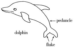 Tail SpinTwo dolphins race around in a big pool in the Ocean Park. The smaller d Tail SpinTwo dolphins race around in a big pool in the Ocean Park. The smaller d