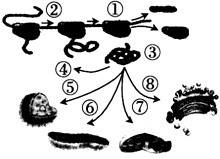 下图为一系列发生在生物体细胞中的生理过程示意图,请据图回答:(1)若该细胞为原核细胞,则不可能有图中的___________(填序号)过程。豌豆 下图为一系列发生在生物体细胞中的生理过程示意图,请据图回答:(1)若该细胞为原核细胞,则不可能有图中的___________(填序号)过程。豌豆