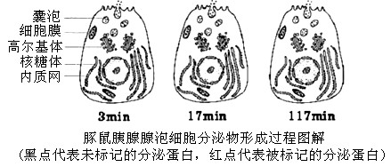 有些蛋白质是在细胞内合成后,分泌到细胞外起作用的,这类蛋白质叫做分泌蛋白,如消化酶、抗体和一部分激素。科学家在研究分泌蛋白合成和分泌时,做过这样一个 有些蛋白质是在细胞内合成后,分泌到细胞外起作用的,这类蛋白质叫做分泌蛋白,如消化酶、抗体和一部分激素。科学家在研究分泌蛋白合成和分泌时,做过这样一个