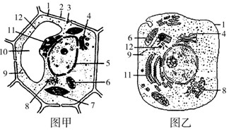 下图是从不同生物组织中分离出来的细胞结构示意图,请据图回答下列问题:(1)为研究细胞内各种细胞器的结构和功能,需将细胞器分离。分 下图是从不同生物组织中分离出来的细胞结构示意图,请据图回答下列问题:(1)为研究细胞内各种细胞器的结构和功能,需将细胞器分离。分