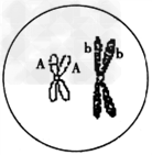 下图甲是某种动物体细胞的亚显微结构示意图,乙是该动物产生的一个卵细胞的示意图。请据图回答下列问题:(1)在图甲中,能发生碱基互补 下图甲是某种动物体细胞的亚显微结构示意图,乙是该动物产生的一个卵细胞的示意图。请据图回答下列问题:(1)在图甲中,能发生碱基互补