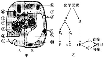 图甲是动植物细胞亚显微结构模式图;图乙表示生物体内某些有机物的组成关系及其功能,其中C、D、E1、E2为小分子化合物,F、G、H、I、J为高分子化合 图甲是动植物细胞亚显微结构模式图;图乙表示生物体内某些有机物的组成关系及其功能,其中C、D、E1、E2为小分子化合物,F、G、H、I、J为高分子化合