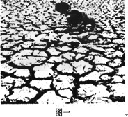 去年西南五省发生严重干旱,去冬今春北方大部分小麦产区也发生了五十年未遇的旱灾,国人忧心如焚!下面两幅图,图一是云南的孩子在干涸的荷塘里捡蚌壳, 去年西南五省发生严重干旱,去冬今春北方大部分小麦产区也发生了五十年未遇的旱灾,国人忧心如焚!下面两幅图,图一是云南的孩子在干涸的荷塘里捡蚌壳,