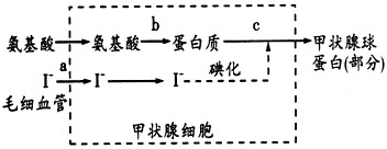 如图是甲状腺细胞摄取原料合成甲状腺球蛋白的基本过程,试回答:(1)若含18O的氨基酸在甲状腺细胞内的代谢过程中产生了H218O, 如图是甲状腺细胞摄取原料合成甲状腺球蛋白的基本过程,试回答:(1)若含18O的氨基酸在甲状腺细胞内的代谢过程中产生了H218O,