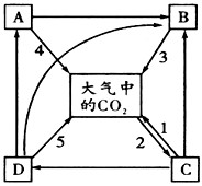 下图是生态系统碳循环示意图,其中A、B、C、D是系统内各生物成分。请分析回答:(1)在物质循环过程中,同时伴随着____。若A增 下图是生态系统碳循环示意图,其中A、B、C、D是系统内各生物成分。请分析回答:(1)在物质循环过程中,同时伴随着____。若A增