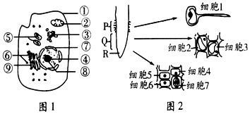 图1是高等动物细胞亚显微结构示意图,图2是某植物根尖及局部结构的放大示意图。请据图回答:(1)图1中______(填标号)是控制 图1是高等动物细胞亚显微结构示意图,图2是某植物根尖及局部结构的放大示意图。请据图回答:(1)图1中______(填标号)是控制