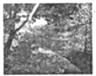 本溪是枫叶之都,关门山是本溪枫叶之最.如图是关门山景区的五彩湖景点,平静的湖水映衬着艳丽的红叶非常美丽.枫叶是红色是因为______,湖水中的倒影是______