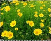 春天,一个美好的季节,桃红柳绿,草长莺飞;春天,一个惹人情思的季节,有“万紫千红总是春”的振奋,也有“花谢花飞花满天”的感伤。又是一年春日,又是 春天,一个美好的季节,桃红柳绿,草长莺飞;春天,一个惹人情思的季节,有“万紫千红总是春”的振奋,也有“花谢花飞花满天”的感伤。又是一年春日,又是