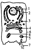 研究核糖体、内质网和高尔基体功能的经典实验。1965~1967年,科学家在豚鼠的胰腺腺泡细胞中注射3H标记的亮氨酸,经检查发现放射性物质依次出现在下 研究核糖体、内质网和高尔基体功能的经典实验。1965~1967年,科学家在豚鼠的胰腺腺泡细胞中注射3H标记的亮氨酸,经检查发现放射性物质依次出现在下