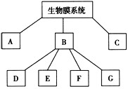 如图为真核细胞生物膜系统的简单概念图,请回答下列问题:(1)生物膜的主要成分是______和蛋白质,其中前者构成了生物膜的基本骨架。(2)A为细 如图为真核细胞生物膜系统的简单概念图,请回答下列问题:(1)生物膜的主要成分是______和蛋白质,其中前者构成了生物膜的基本骨架。(2)A为细