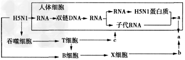 禽流感病毒概念中的H和N是指病毒的糖蛋白,一种糖蛋白叫血凝素(HA),另一种叫神经氨酸酶(NA)。由于这两种糖蛋白基因容易发生变异,根据其变异基因合 禽流感病毒概念中的H和N是指病毒的糖蛋白,一种糖蛋白叫血凝素(HA),另一种叫神经氨酸酶(NA)。由于这两种糖蛋白基因容易发生变异,根据其变异基因合
