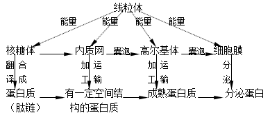 下列有关甲、乙、丙、丁四幅图的描述，不正确的是[ ]A．甲图中a、b曲线分别表示青蛙和小鼠随外界温度变化的耗氧量B．乙图说明该蛋白质含有两