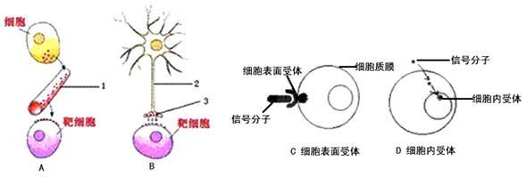 细胞通讯是细胞间或细胞内通过高度精确和高效地发送与接收信息的通讯机制,对环境作出综合反应的细胞行为。下图A、B所示细胞通讯方式为人体内常见的两种不同 细胞通讯是细胞间或细胞内通过高度精确和高效地发送与接收信息的通讯机制,对环境作出综合反应的细胞行为。下图A、B所示细胞通讯方式为人体内常见的两种不同