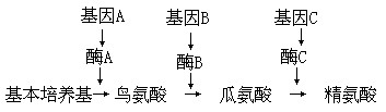 比德尔是一位遗传学家,他选用红色面包霉作为材料。他对6万个孢子进行放射性辐射后,用基本培养基培养。绝大部分孢子都能正常生长,但是有少数孢子不能正常生 比德尔是一位遗传学家,他选用红色面包霉作为材料。他对6万个孢子进行放射性辐射后,用基本培养基培养。绝大部分孢子都能正常生长,但是有少数孢子不能正常生