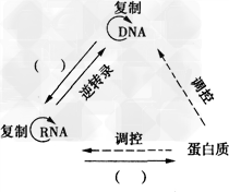 许多病毒会使人体致病,下图是一种病毒的基本结构和该病毒进入细胞后复制繁殖的过程。据图回答下列问题:(1)图一病毒的主要成分是__ 许多病毒会使人体致病,下图是一种病毒的基本结构和该病毒进入细胞后复制繁殖的过程。据图回答下列问题:(1)图一病毒的主要成分是__