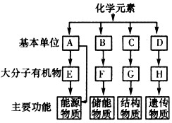 下图为细胞中有机物的组成和功能图,请依据主要功能分析回答:(1)A是______;E在动物体内是指_______,在植物体内是指 下图为细胞中有机物的组成和功能图,请依据主要功能分析回答:(1)A是______;E在动物体内是指_______,在植物体内是指