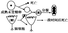蛙成熟的未受精卵处于活跃的DNA合成状态,而脑组织则不能分裂。科学家进行了如下图所示的核移植实验,请分析回答下列问题。(1)蛙成 蛙成熟的未受精卵处于活跃的DNA合成状态,而脑组织则不能分裂。科学家进行了如下图所示的核移植实验,请分析回答下列问题。(1)蛙成