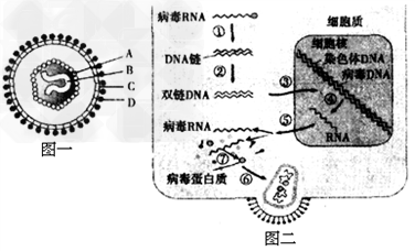许多病毒会使人体致病,下图是一种病毒的基本结构和该病毒进入细胞后复制繁殖的过程。据图回答下列问题:(1)图一病毒的主要成分是__ 许多病毒会使人体致病,下图是一种病毒的基本结构和该病毒进入细胞后复制繁殖的过程。据图回答下列问题:(1)图一病毒的主要成分是__
