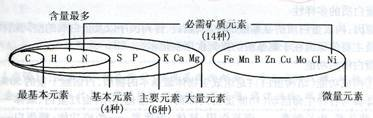 关于“碳是生命的核心元素”、“没有碳，就没有生命”理由的叙述，不正确的是[ ]A．碳元素在生物体内含量最多B．组成细胞的重要有机