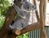 阅读理解 The koala, one of Australia's most treasured creatures, is in trouble. 阅读理解 The koala, one of Australia's most treasured creatures, is in trouble.
