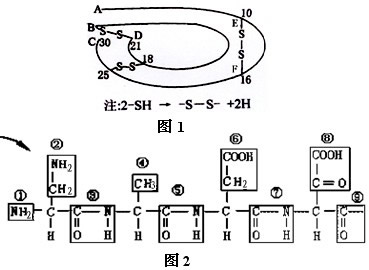 图1是某蛋白质的肽链结构示意图,其中数字为氨基酸序号。肽链间通过2个肽链二硫键连接(二硫键由2个—SH脱去2个H连接而成),在某链上也形成1个二硫键 图1是某蛋白质的肽链结构示意图,其中数字为氨基酸序号。肽链间通过2个肽链二硫键连接(二硫键由2个—SH脱去2个H连接而成),在某链上也形成1个二硫键