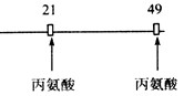 某50肽中有2个丙氨酸(NH2CHCH3COOH),现脱掉其中的丙氨酸(相应位置如图)得到几种不同有机产物,其中脱下的氨基酸均以游离态正常存在。下列 某50肽中有2个丙氨酸(NH2CHCH3COOH),现脱掉其中的丙氨酸(相应位置如图)得到几种不同有机产物,其中脱下的氨基酸均以游离态正常存在。下列