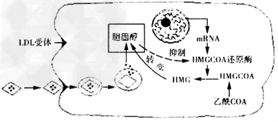 如图表示人体细胞中胆固醇的两种来源。细胞能利用乙酰COA合成胆固醇;血浆中的LDL(一种胆固醇含量占45%的低密度脂蛋白)可以与细胞膜上的LDL受体 如图表示人体细胞中胆固醇的两种来源。细胞能利用乙酰COA合成胆固醇;血浆中的LDL(一种胆固醇含量占45%的低密度脂蛋白)可以与细胞膜上的LDL受体