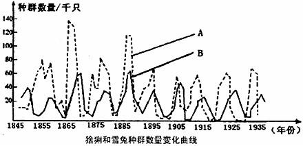 如图表示某大森林中猞猁和雪兔种群数量的变化曲线。据图回答有关问题:(1)雪兔的种群数量变化用字母________表示,其数量最多的年份曾达到__ 如图表示某大森林中猞猁和雪兔种群数量的变化曲线。据图回答有关问题:(1)雪兔的种群数量变化用字母________表示,其数量最多的年份曾达到__
