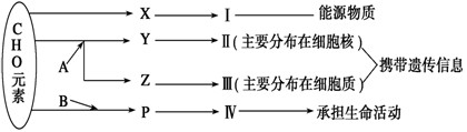 下图表示细胞内某些有机物的元素组成和功能关系,其中A、B代表元素,Ⅰ、Ⅱ、Ⅲ、Ⅳ是生物大分子,X、Y、Z、P分别为构成生物大分子的基本单位。请回答下 下图表示细胞内某些有机物的元素组成和功能关系,其中A、B代表元素,Ⅰ、Ⅱ、Ⅲ、Ⅳ是生物大分子,X、Y、Z、P分别为构成生物大分子的基本单位。请回答下