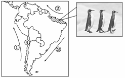 读材料,回答下列问题。材料1:2008年10月7日重庆晚报报道,今年7月以来,在巴西东北部接近赤道的几个州的海滩上陆续出现了企鹅的身影,由于不适应气候,它们中的 读材料,回答下列问题。材料1:2008年10月7日重庆晚报报道,今年7月以来,在巴西东北部接近赤道的几个州的海滩上陆续出现了企鹅的身影,由于不适应气候,它们中的
