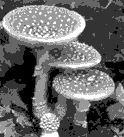分析下面图片 ①机器人在弹钢琴 ②雨后地上长出了许多蘑菇 ③钟乳石在慢慢长大 指出图片中的物体是生物还是非生物。 ①__ 分析下面图片 ①机器人在弹钢琴 ②雨后地上长出了许多蘑菇 ③钟乳石在慢慢长大 指出图片中的物体是生物还是非生物。 ①__