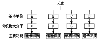分析细胞内4种重要有机物的组成及功能,回答下列问题:(1)E在动物细胞中是指_______,在植物细胞中是指_______;组成 分析细胞内4种重要有机物的组成及功能,回答下列问题:(1)E在动物细胞中是指_______,在植物细胞中是指_______;组成