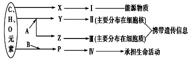 下图表示细胞内某些有机物的元素组成和功能关系,其中A、B代表元素,Ⅰ、Ⅱ、Ⅲ、Ⅳ是生物大分子,图中X、Y、Z、P分别为构成生物大分子的基本单位。请回 下图表示细胞内某些有机物的元素组成和功能关系,其中A、B代表元素,Ⅰ、Ⅱ、Ⅲ、Ⅳ是生物大分子,图中X、Y、Z、P分别为构成生物大分子的基本单位。请回